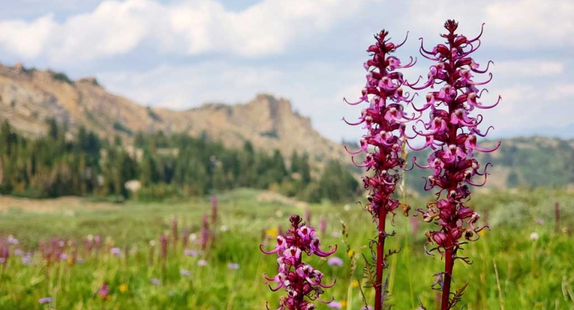 Pink wild flowers jut upwards in front of a mountain landscape